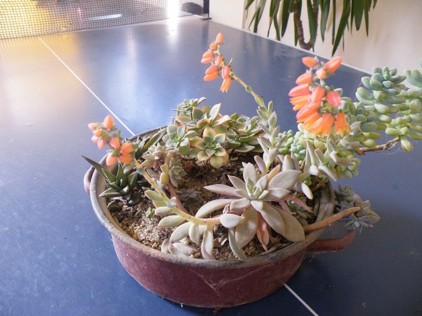  - Colectie suculente