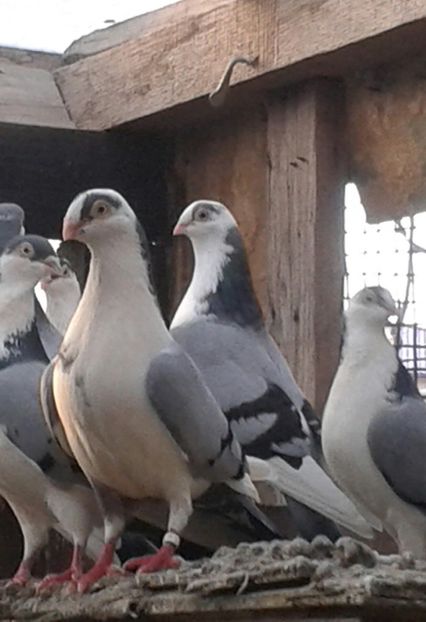 20170305_170912-1 - porumbei galateni