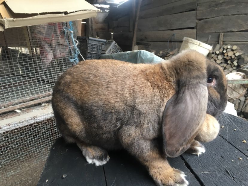 9 luni jumate - D Femela 4 Thuringer