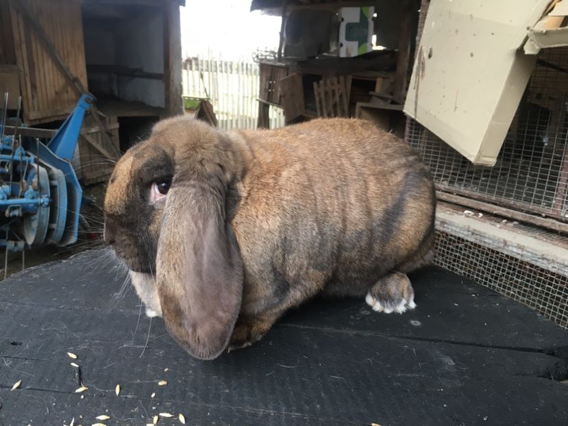  - D Femela 4 Thuringer