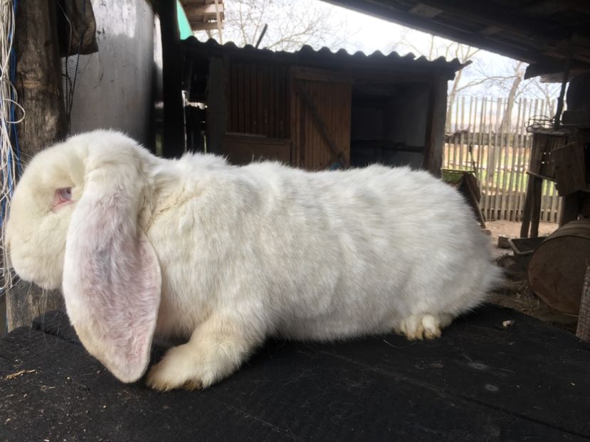  - F Femela 6 Alb DE VANZARE!!!