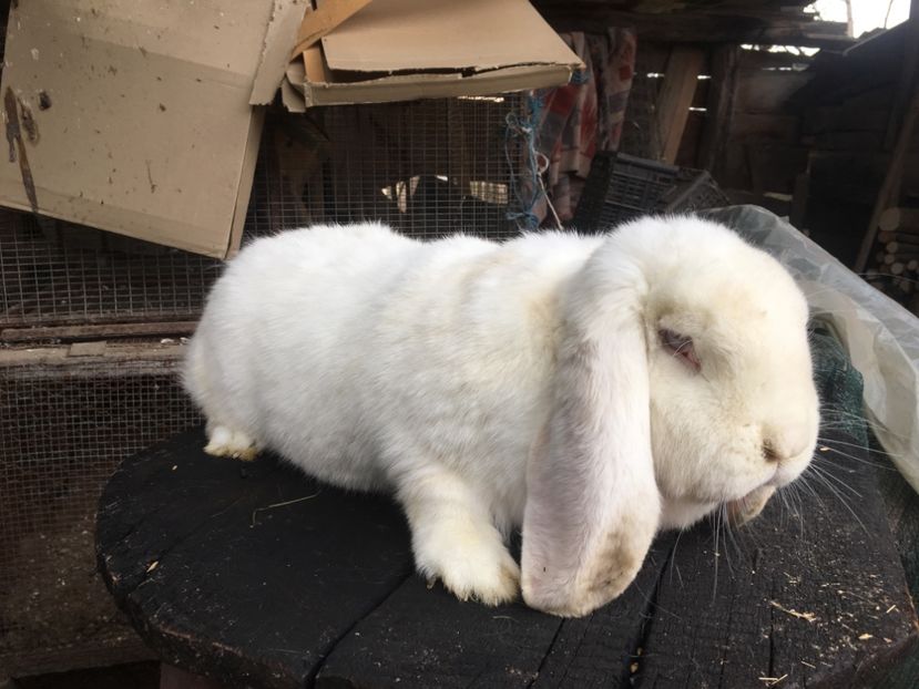  - F Femela 6 Alb DE VANZARE!!!