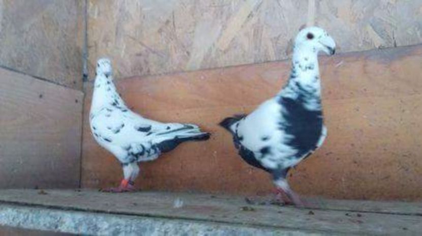 pereche 2016 - porumbei vinduti