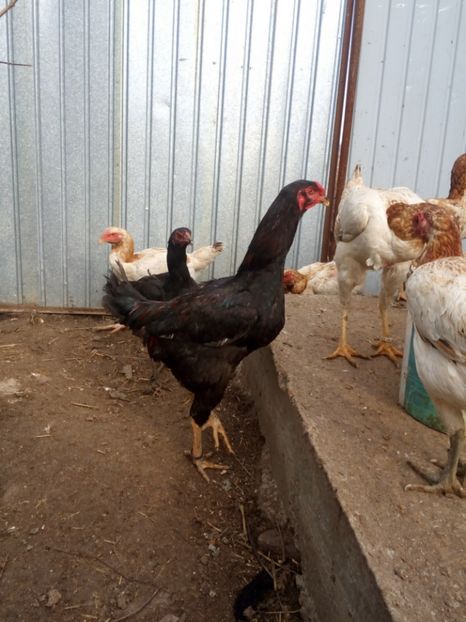  - combatant malay 2017