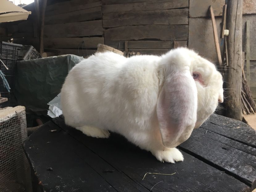  - Z Mascul 2 Alb -THOR