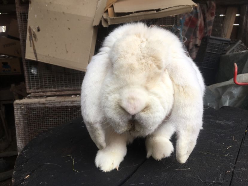  - Z Mascul 2 Alb -THOR