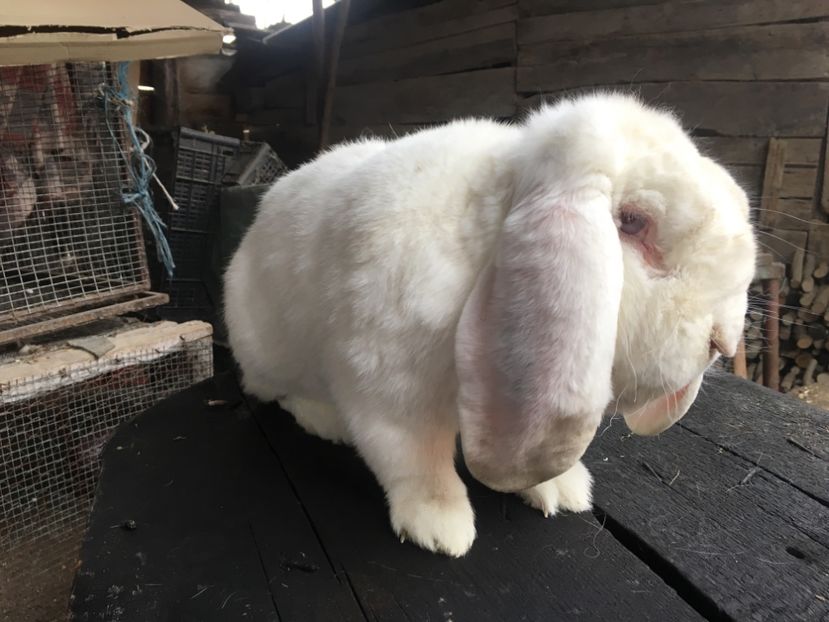  - Z Mascul 2 Alb -THOR