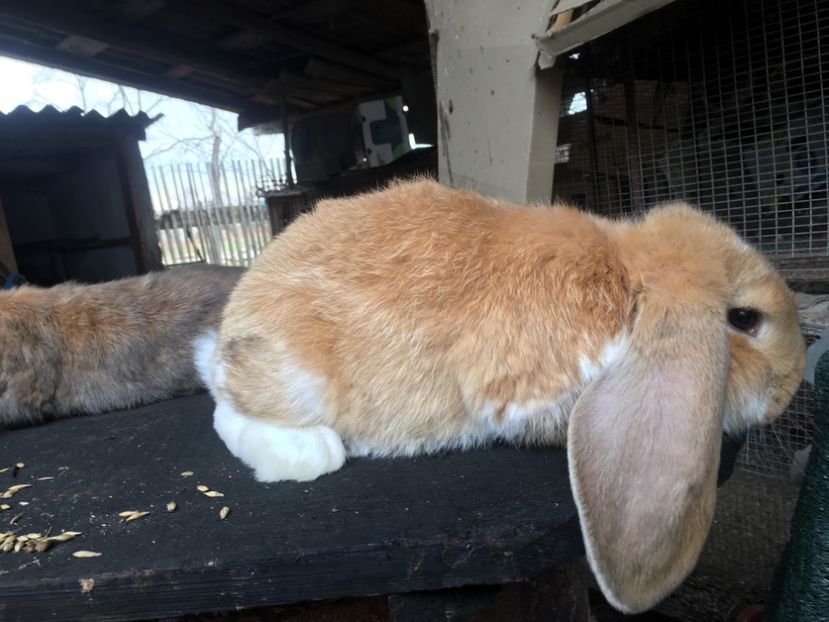 2 luni-2.85kg - Cuib 6 Ianuarie