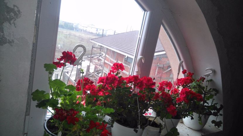 P. Zonale rosii si roz - Plante de interior