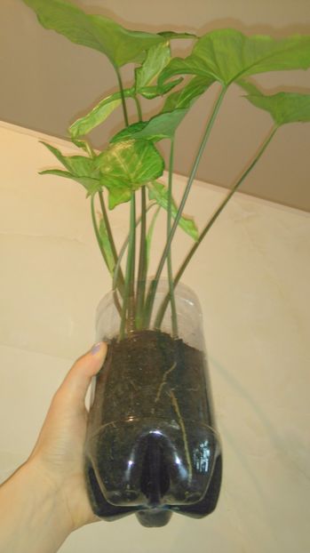 Sistemul radicular - Plante de interior