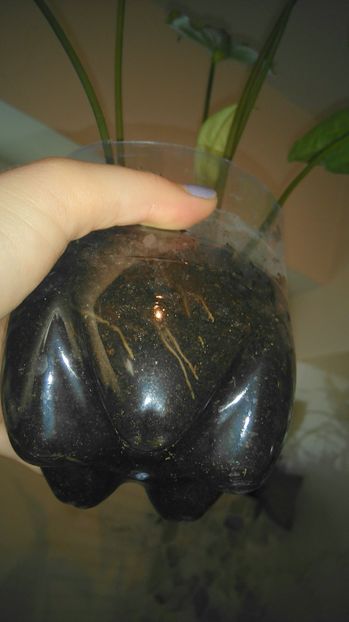  - Plante de interior