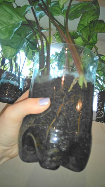  - Plante de interior