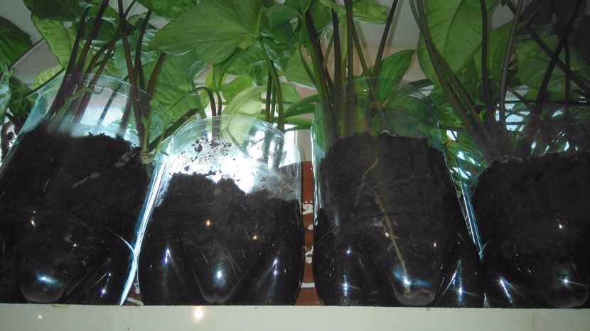  - Plante de interior