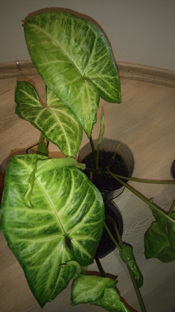 10 Ron / buc - Plante de interior