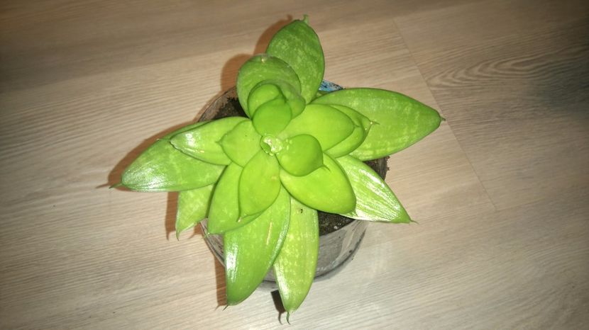 Sansevieria pitica - Plante de interior