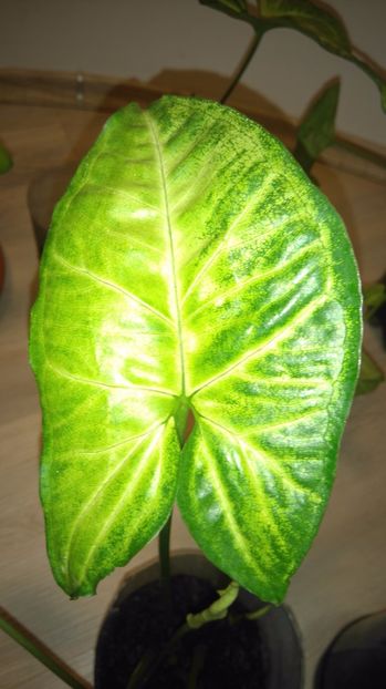  - Plante de interior