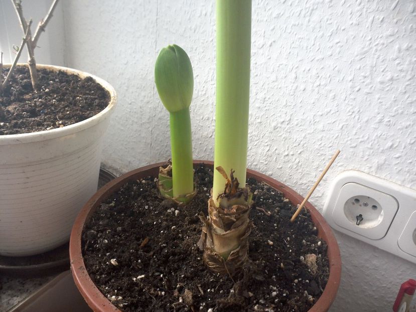 WIN_20170313_131009 - diverse_floricele