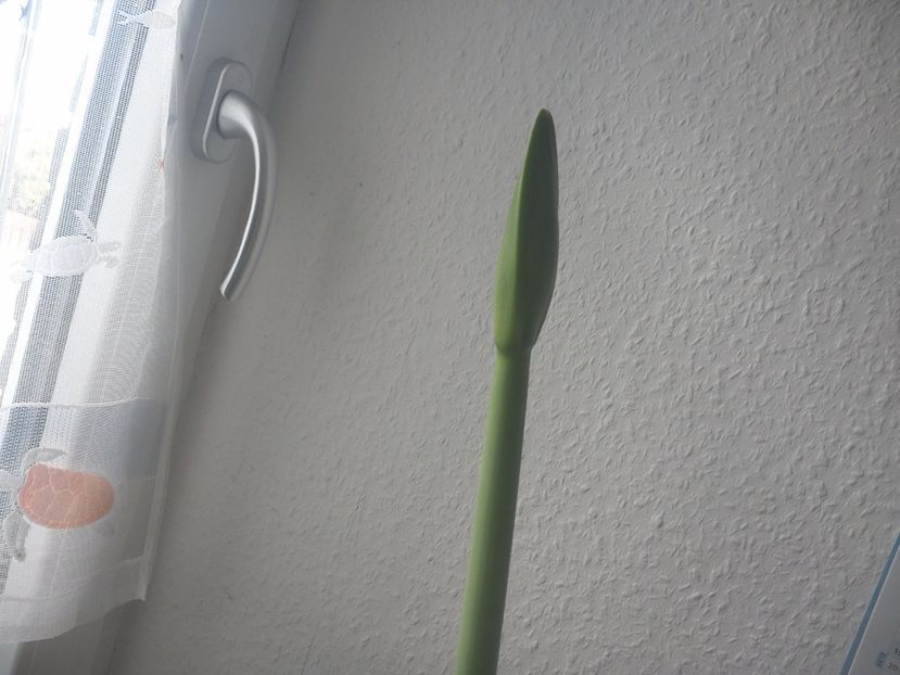 WIN_20170313_131022 - diverse_floricele