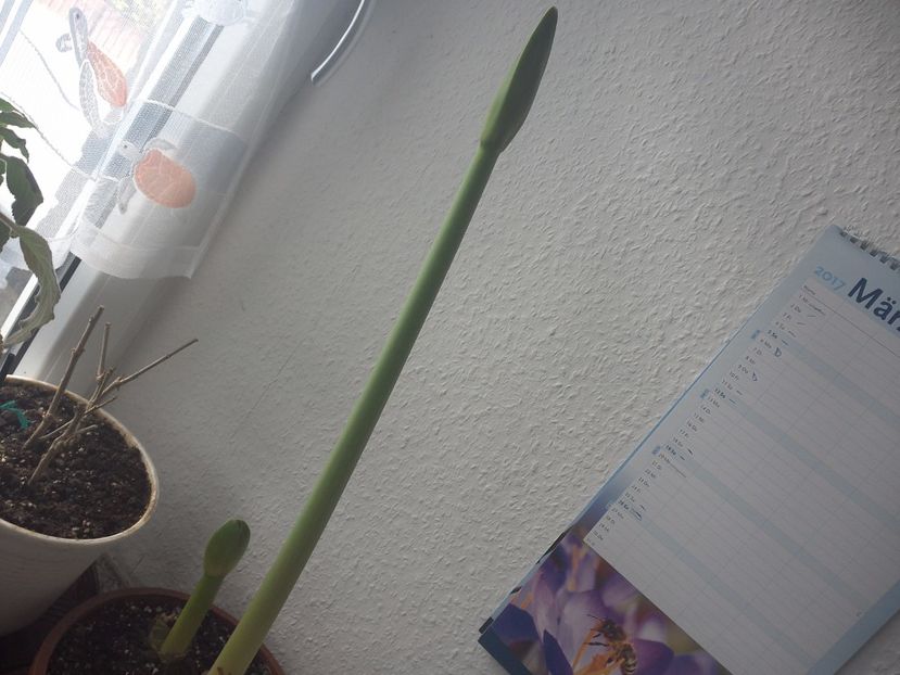 WIN_20170313_131043 - diverse_floricele