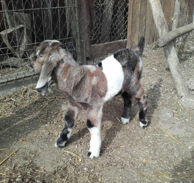  - 2017 iezi anglonubiana