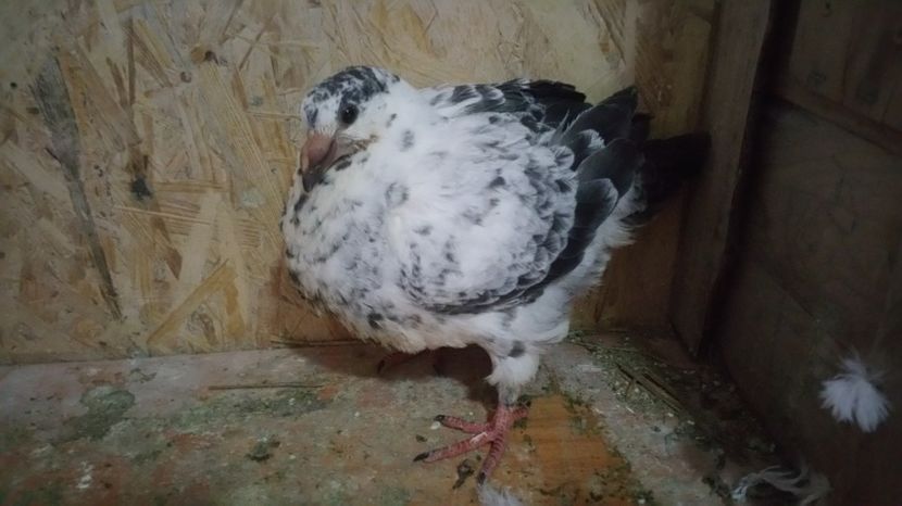  - Pui American Giant Homer 2017