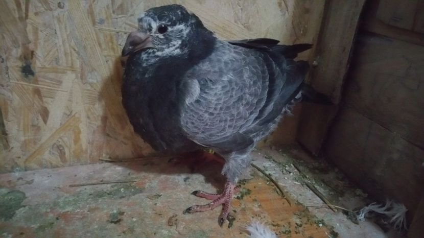  - Pui American Giant Homer 2017