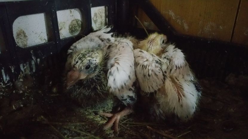  - Pui American Giant Homer 2017