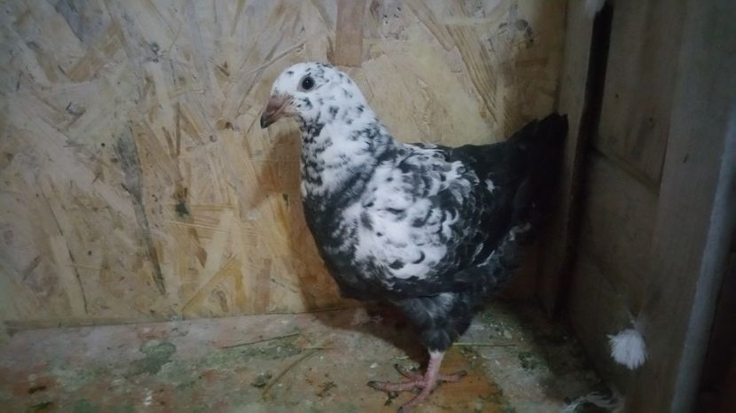  - Pui American Giant Homer 2017