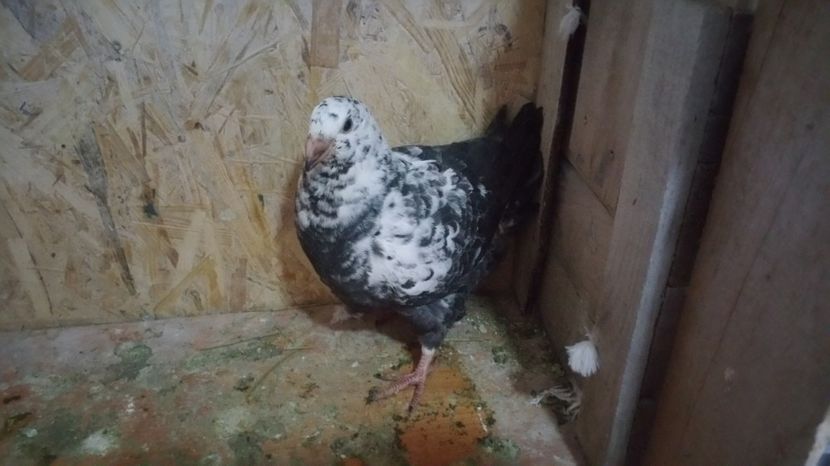  - Pui American Giant Homer 2017