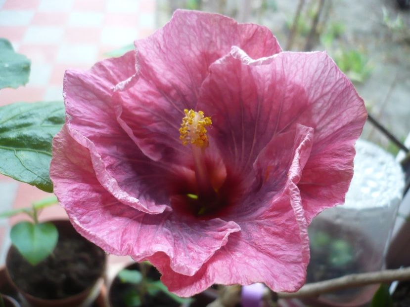 P1310187 - HIBISCUSI 2017-1