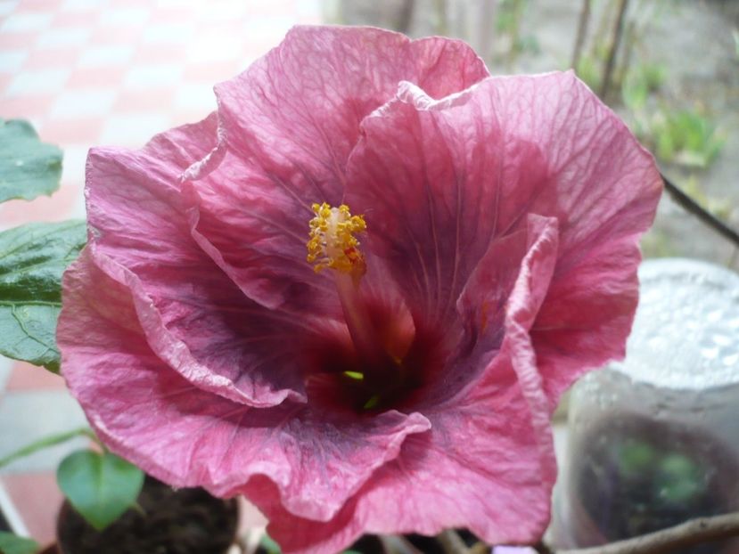 P1310189 - HIBISCUSI 2017-1