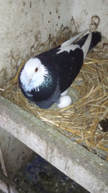  - rolleri de birmingam