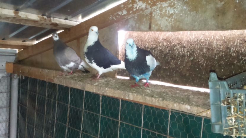  - rolleri de birmingam