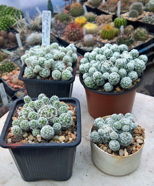 Mammillaria gracilis 10-16lei - Cactusi de vanzare