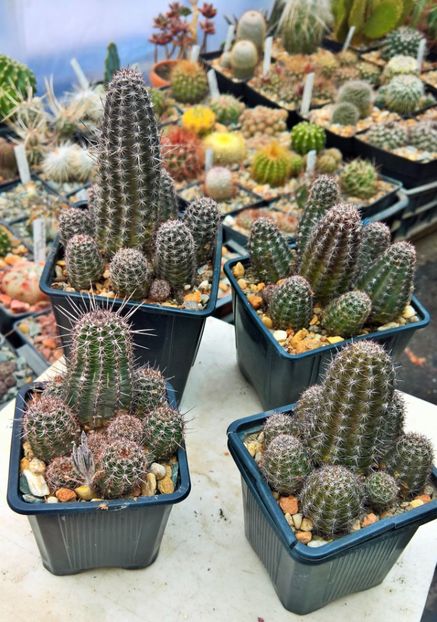 Lobivia aurea  12-16lei - Cactusi de vanzare