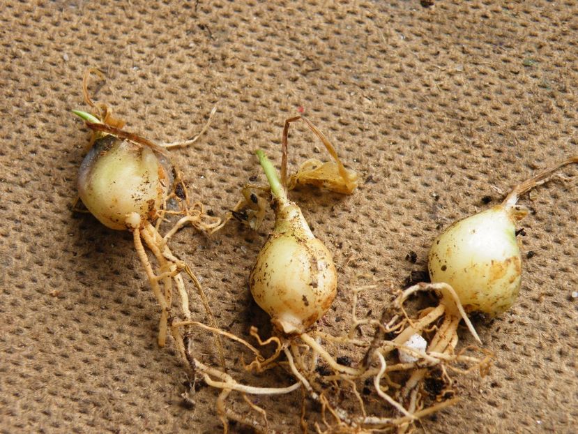 scilla maculata 10 buc - BULBI -raritati indisponibil