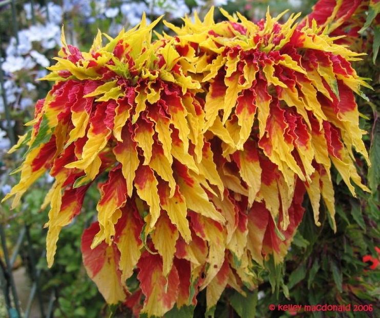 amaranthus tricolor 2 lei samanta - seminte diverse 2018