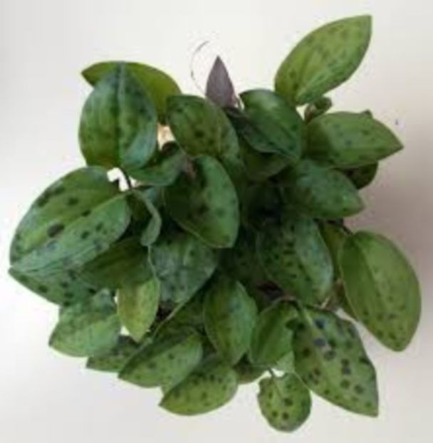 scilla maculata - BULBI -raritati indisponibil