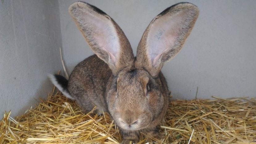 M 2 - 05.02.2017 - M 2 UGG 2017-Vandut