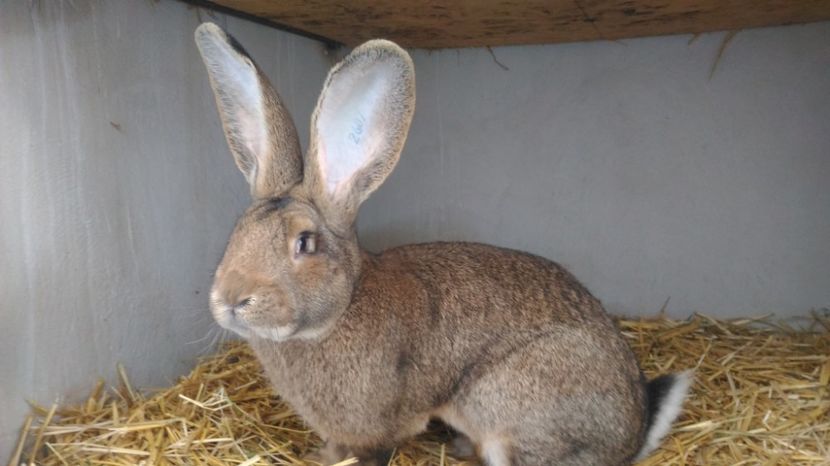 M 2 - 05.02.2017 - M 2 UGG 2017-Vandut