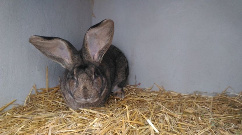 M 5 - 05.02.2017 - M 5 UGG 2016-2017 - Vandut