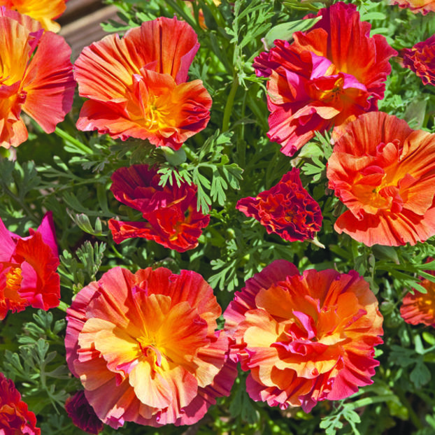 mac californian dublu 1,50 lei samanta - seminte diverse 2018