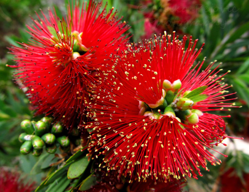 callistemon rigidus - seminte diverse 2018