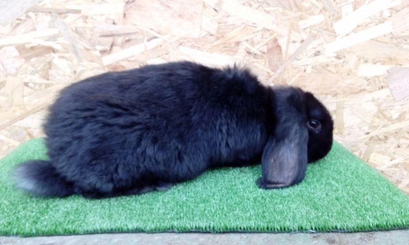  - AAAA DE VANZARE MARTIE 2017