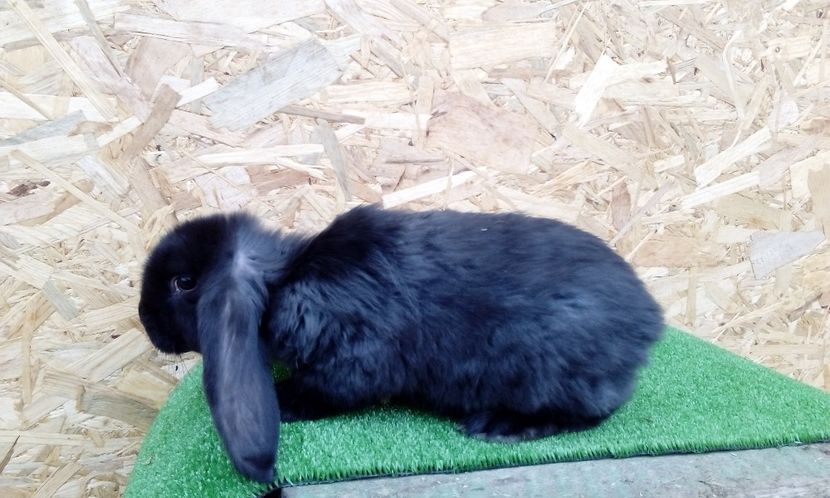  - AAAA DE VANZARE MARTIE 2017