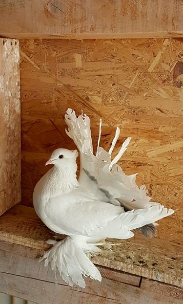  - VOLTATI INDIENI PENTRU 2023