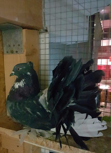  - VOLTATI INDIENI PENTRU 2023