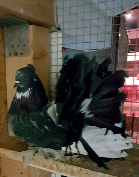  - VOLTATI INDIENI PENTRU 2023