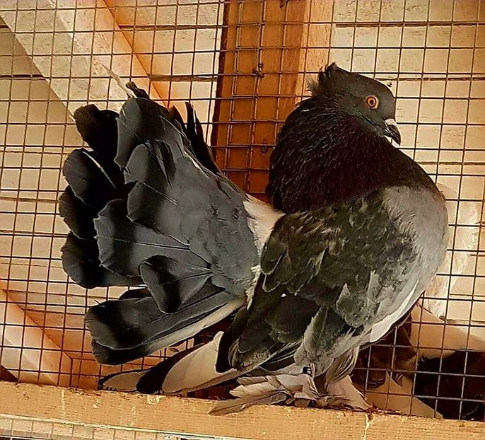  - VOLTATI INDIENI PENTRU 2023