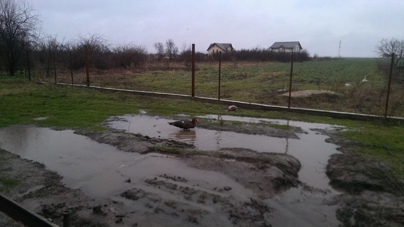 in ploaie - 0001 rate lesesti matca 2017